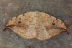 Helle Sichelfl�gler (Drepana falcataria)