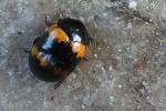 Gelbbindiger Schwarzk�fer (Diaperis boleti)