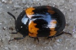 Gelbbindiger Schwarzk�fer (Diaperis boleti)