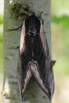 Ligusterschwrmer (Sphinx ligustri)