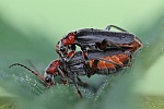 Soldatenk�fer (Cantharis rustica) - P�rchen