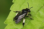 Auen-Schenkelbiene (Macropis europaea)