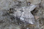 Pappel-Eulenspinner (Tethea or)