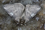 Pappel-Eulenspinner (Tethea or)