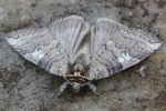 Pappel-Eulenspinner (Tethea or)