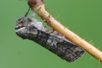 Pappel-Eulenspinner (Tethea or)