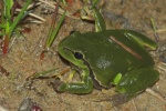 Laubfrosch (Hyla arborea)