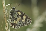 Schachbrett (Melanargia galathea)