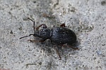 Erdbeerwurzelr�sselk�fer (Otiorhynchus ovatus)