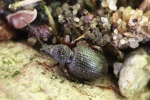 Erdbeerwurzelr�sselk�fer (Otiorhynchus ovatus)