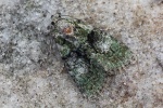 Dunkelgr�ne Flechteneule (Cryphia algae)