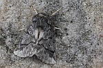 Eichenprozessionsspinner (Thaumetopoea processionea)