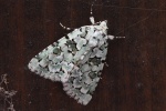 Hellgr�ne Flechteneule (Nyctobrya muralis)