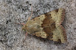 Karden-Sonneneule (Heliothis viriplaca)