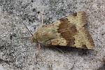Karden-Sonneneule (Heliothis viriplaca)