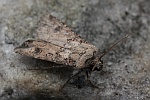 Saateule (Agrotis segetum)