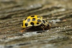 Zweiundzwanzigpunkt-Marienkfer (Psyllobora vigintiduopunctata)