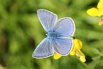 Hauhechelbluling (Polyommatus icarus)