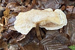 Gefleckter R�bling (Collybia maculata)