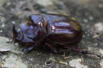 Nashornk�fer (Oryctes nasicornis)