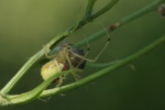 Gewhnliche Ovalspinne (Enoplognatha ovata)