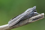 Schatten-M�nch (Cucullia umbratica)