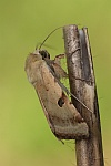 Bilsenkraut-Bl�teneule (Heliothis peltigera)