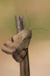Bilsenkraut-Bl�teneule (Heliothis peltigera)