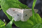 Birken-G�rtelpuppenspanner (Cyclophora albipunctata)