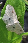 Birken-G�rtelpuppenspanner (Cyclophora albipunctata)