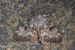 Schwammspinner (Lymantria dispar)