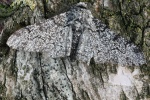 Birkenspanner (Biston betularia)