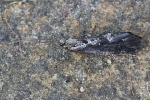 Gescheckte Fr�hlings-K�cherfliege (Agrypnia varia)