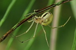 Gewhnliche Ovalspinne (Enoplognatha ovata)