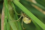 Gewhnliche Ovalspinne (Enoplognatha ovata)