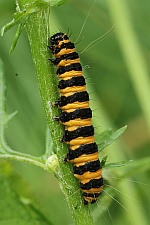 Jakobskrautbr (Thyria jacobaeae)