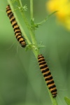 Jakobskrautbr (Thyria jacobaeae)