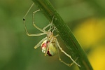 Gewhnliche Ovalspinne (Enoplognatha ovata)