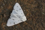 Woll-Rindeneule (Acronicta leporina)