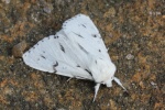Woll-Rindeneule (Acronicta leporina)