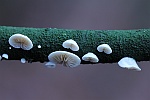 Stummelfchen (Crepidotus sp)