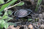 Starkgerippter Geradschienen-Aaskfer (Silpha carinata)