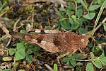 Blauflgelige dlandschrecke (Oedipoda caerulescens)