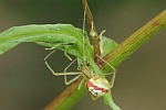 Gewhnliche Ovalspinne (Enoplognatha ovata)