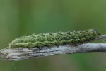 Achateule (Phlogophora meticulosa)