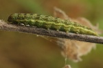 Achateule (Phlogophora meticulosa)