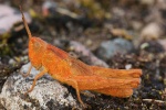 Feldheuschrecke Chorthippus (Chorthippus sp)