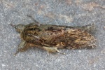 Eichen-Zahnspinner (Peridea anceps)