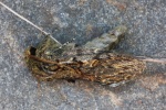 Eichen-Zahnspinner (Peridea anceps)