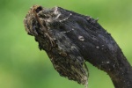 Eichen-Zahnspinner (Peridea anceps)